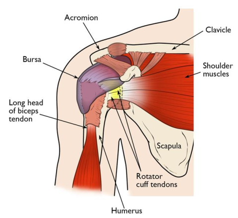 PHYSIO INSIGHT: SHOULDER IMPINGEMENT